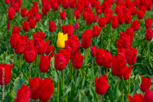 Colorful flowers growing in an agricultural field, Almere, Flevoland, The Netherlands, April 17, 2024