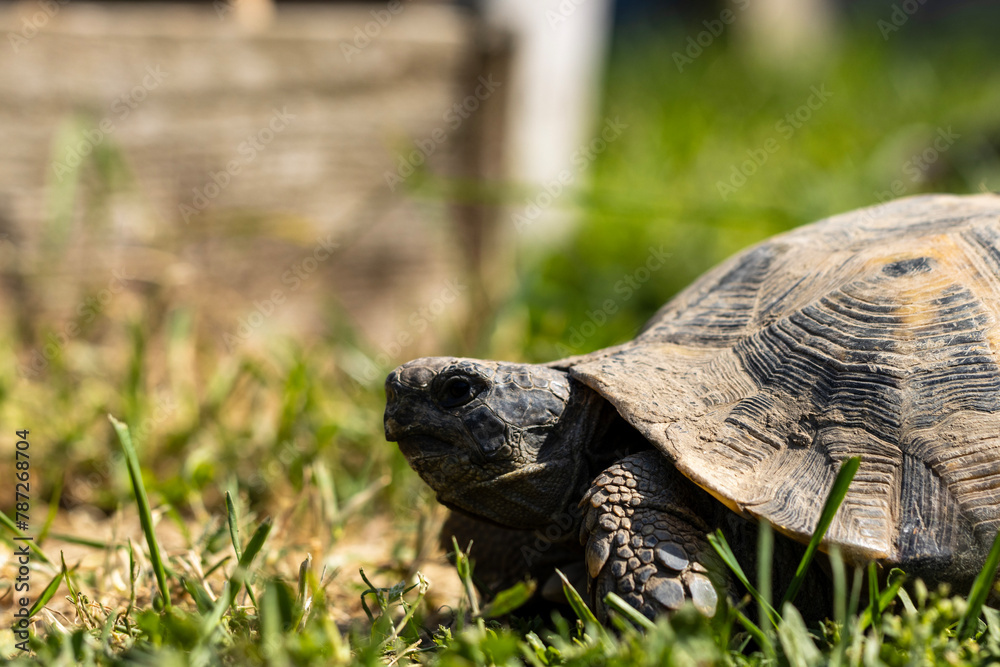 The Greek tortoise, also known as the spur-thighed tortoise, is a small to medium-sized reptile characterized by its domed shell and distinctive spurs on its hind legs. The Greek tortoise, also known as the spur-thighed tortoise, is a small to medium-sized reptile characterized by its domed shell and distinctive spurs on its hind legs.