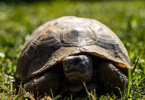 The Greek tortoise, also known as the spur-thighed tortoise, is a small to medium-sized reptile characterized by its domed shell and distinctive spurs on its hind legs.