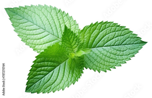 PNG Mint leaf plant green.