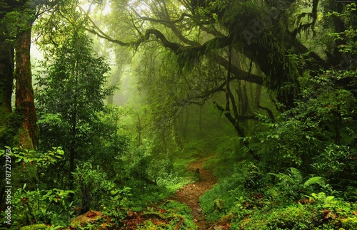 Floresta densa escura  em meio de uma trilha linda 