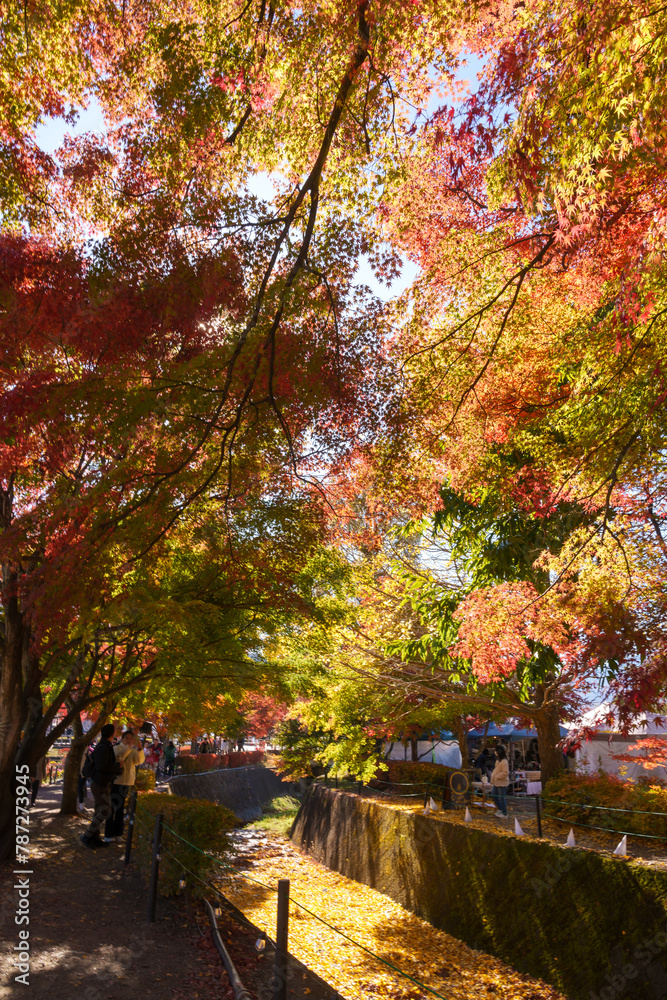 view at Momiji Kairo in Autumn season, happy Traveler travel Maple Corridor at lake Kawaguchi, Yamanashi, Japan. Landmark for tourists attraction. Japan Travel, Destination, Vacation