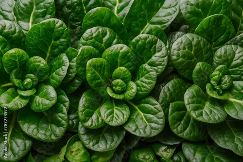 Spinach in indoor studio, vibrant greenery captured in detail