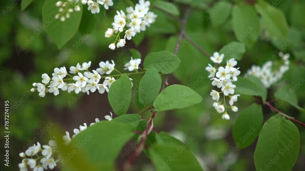 white flower tree in spring time colorful background white flower tree in spring time colorful background