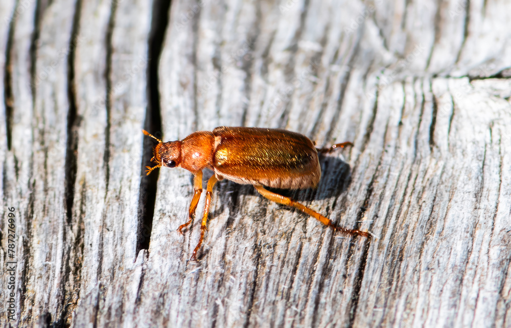 Obraz premium beetle on wood