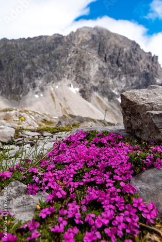 purple-Colored Alpine Flowers Amidst Rocky Terrain  R  tikon  Vorarlberg  Austria 