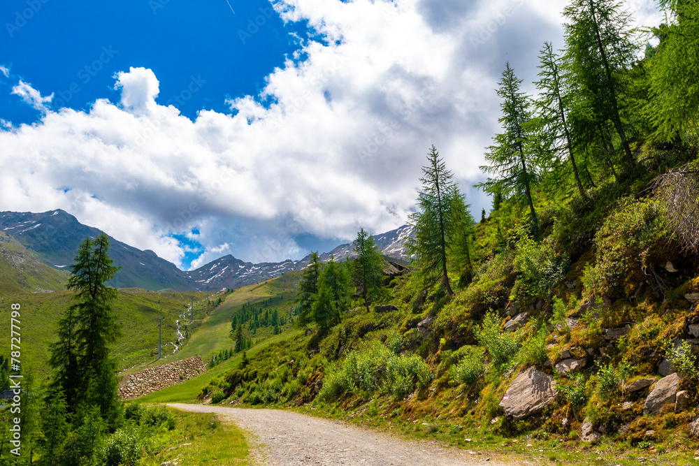 Trail to Tranquility: From Wander Path to Forest Lane Trail to Tranquility: From Wander Path to Forest Lane