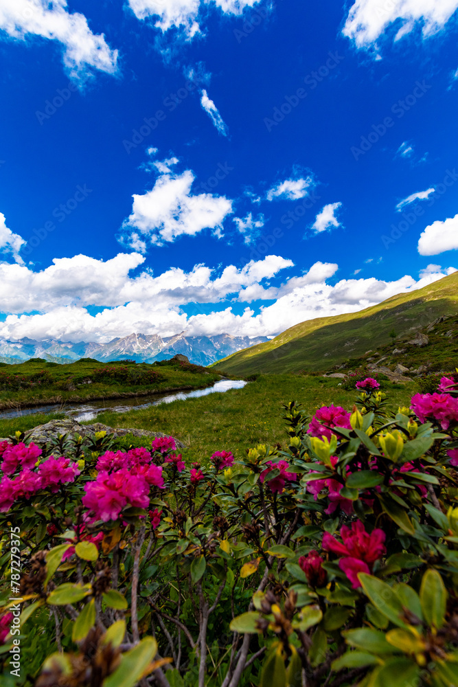 Fototapeta premium Alpine Elegance: Pink Alpine Roses in the Foreground with Mountain Stream (Austria)