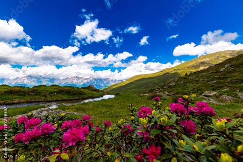 Alpine Elegance  Pink Alpine Roses in the Foreground with Mountain Stream  Austria 