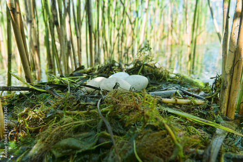 Bird's Nest Guide. Nidology. Slavonian grebe (Podiceps auritus) floating nest in reed beds of southern eutrophic lake with abundance of common reed (Phragmites australis) photo