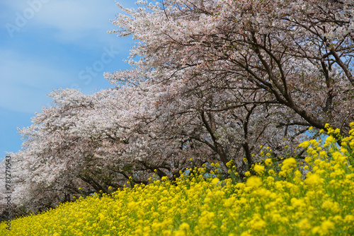 春らしい満開の桜と菜の花