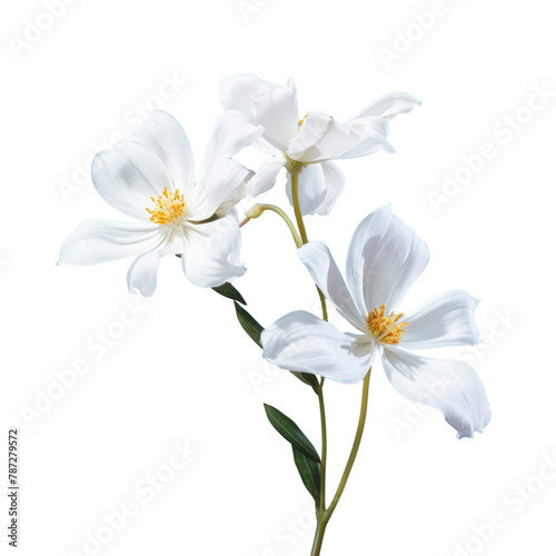 White flower on transparent background  ultra-realistic flower photography