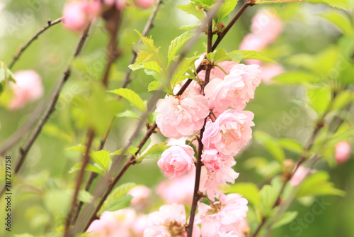 Prunus triloba Plena. Beautiful pink flowers on a bush branch close-up. Flowers with selective focus, natural background