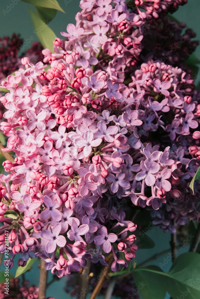 Fototapeta premium beautiful fresh garden lilac flowers