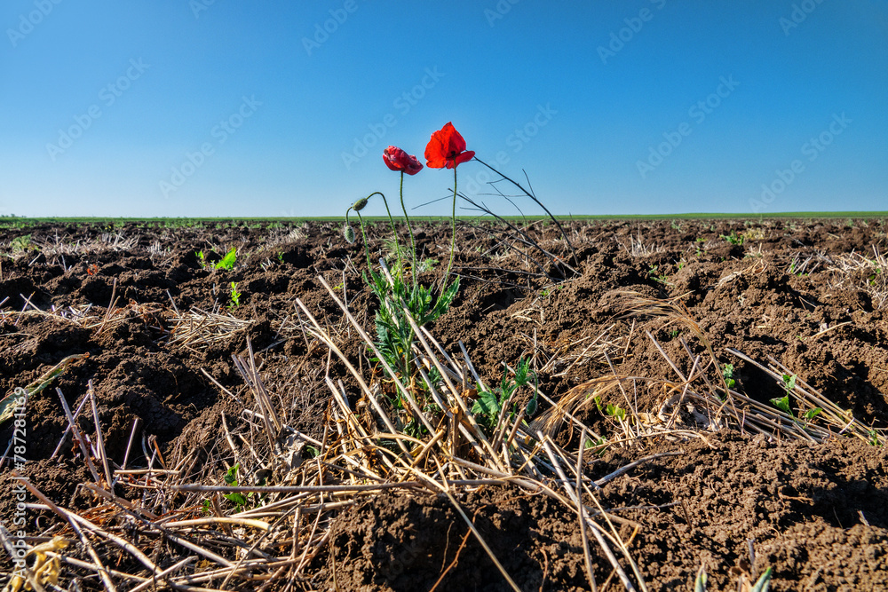 Ruderal vegetation. Poppies are like field weed (agrestal) in agricultural fields. Redweed (Papaver rhoeas) on edge of field, spring tillage - obrazy, fototapety, plakaty 