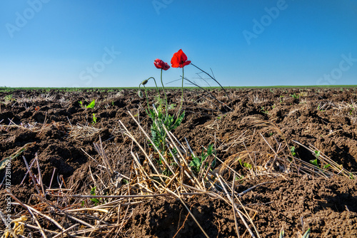 Ruderal vegetation. Poppies are like field weed (agrestal) in agricultural fields. Redweed (Papaver rhoeas) on edge of field, spring tillage