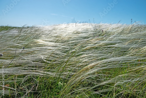 A plot of dry steppe. Needle grass (Stipa lessingiana) or Stipa pontica or Stipa ucrainica. Kerch Peninsula, Crimea photo