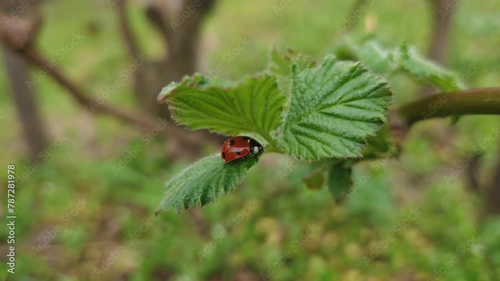 Closeup ladybug on blackberry leaf swaying in the spring wind Closeup ladybug on blackberry leaf swaying in the spring wind