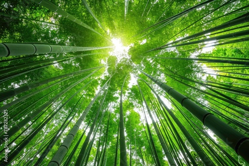 Bamboo Grove in Forest: Beautiful Attraction with Famous Garden and Green Environment