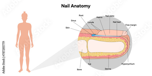 Nail anatomy 