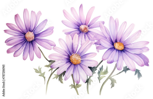 PNG Blossom flower aster plant