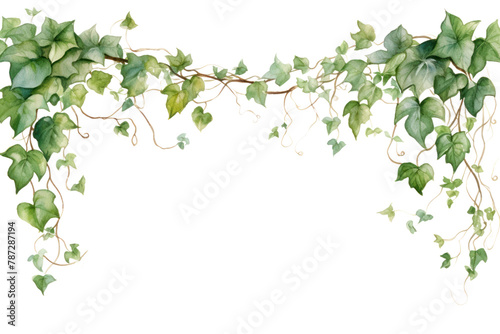 PNG Plant leaf ivy floristry