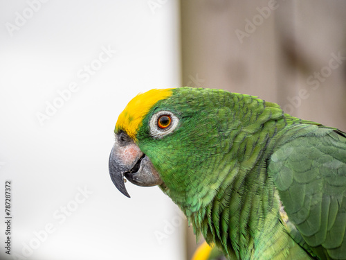 Rocky Yellow Nape Amazon Parrot Headshot. Portrait of Amazona ochrocephala or yellow crowned parrot, Yellow Napped Parrot Perched on a Branch