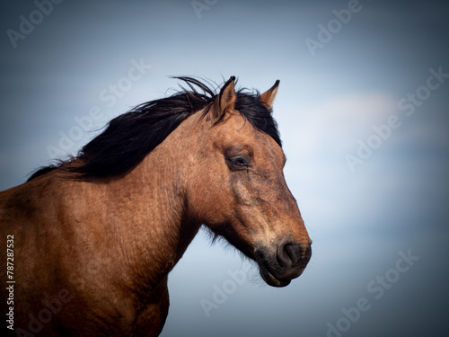 Wild Horse portrait in motion against beautiful sky, Close-up of the head of a beautiful brown horse with long black mane © MD Media