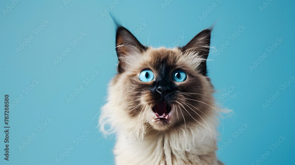 funny playful birman cat with blue eyes looking shocked portrait on blue background with mouth open and copy space : Generative AI