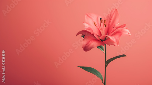 Flower minimal background the beauty that can be further developed is a variety of graphic designs © DrPhatPhaw