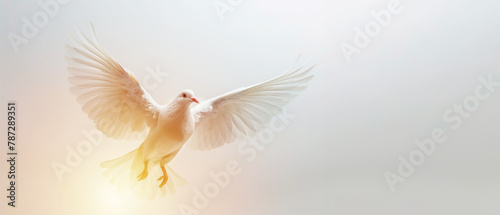 White dove in flight on a white background with freedom concept and international day of peace