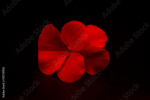 Flor pensamiento con luz roja © alfonsosm