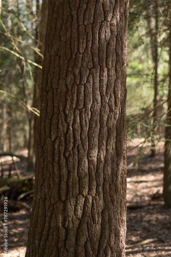 Tree bark texture copy space woodland backgrounds