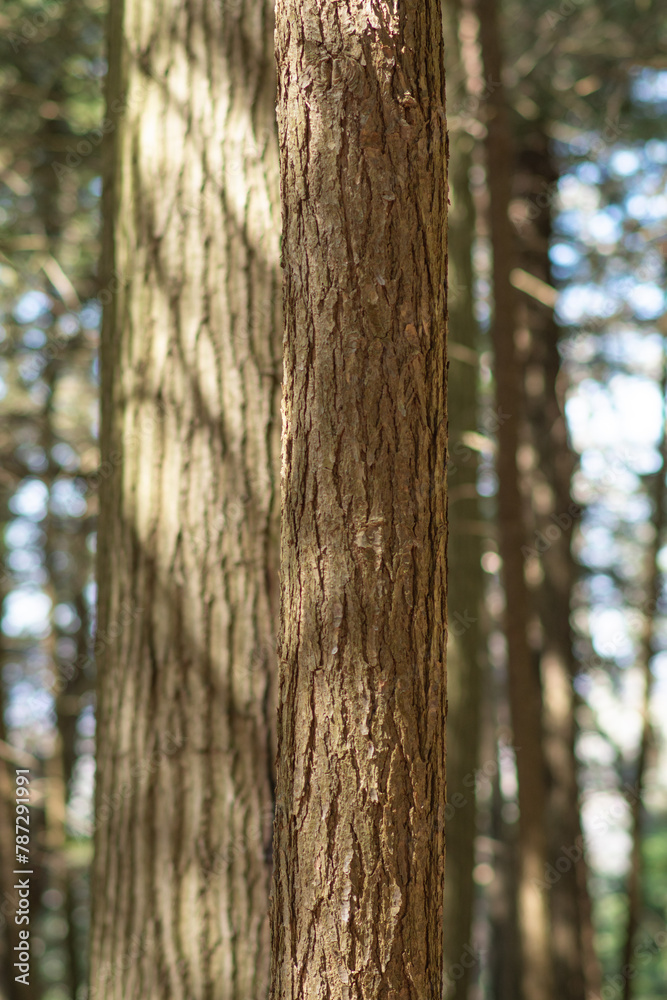Obraz premium Tree bark texture copy space woodland backgrounds