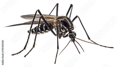 PNG Mosquito animal insect invertebrate.  photo