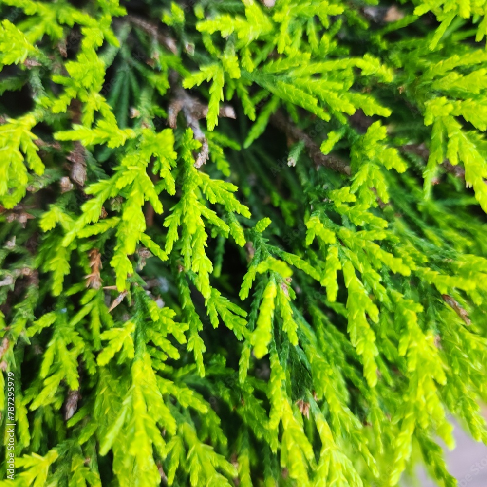 green leaves background