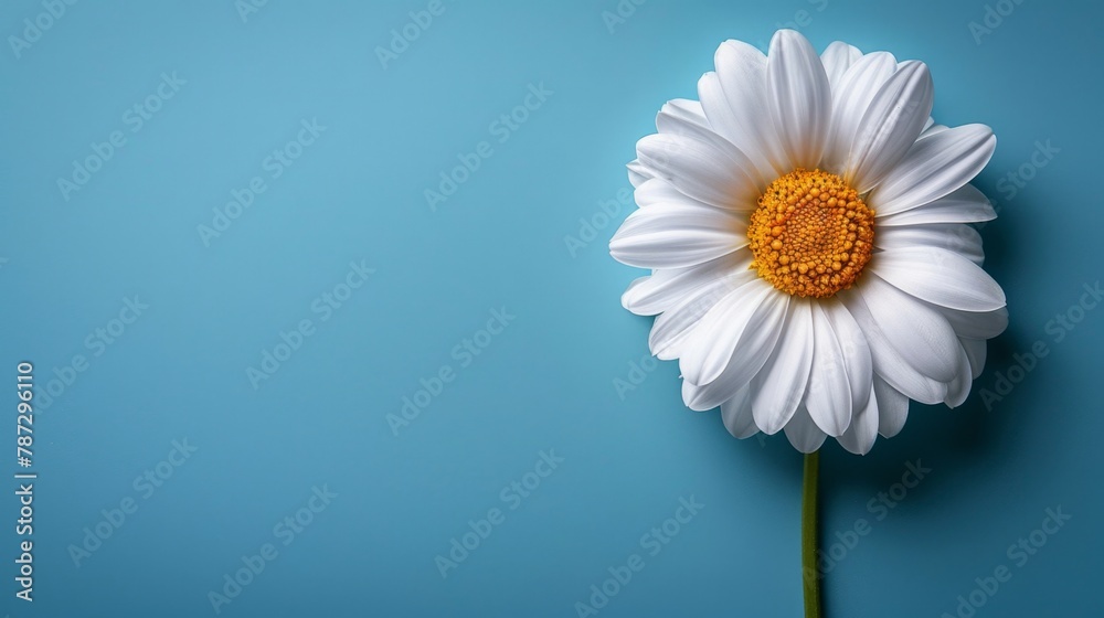 a single white flower against a blue background a single white flower against a blue background