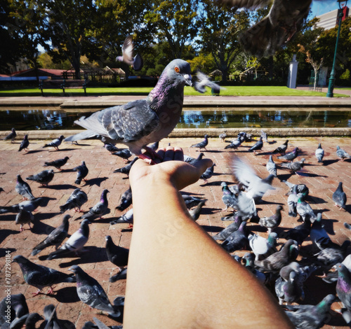 Person, hand and rock pigeon in park for bird, feed and fly with wings for wildlife, nature outdoor and pond. Animal, flock and environment and feeding for compassion, care or kindness in Berlin pov photo