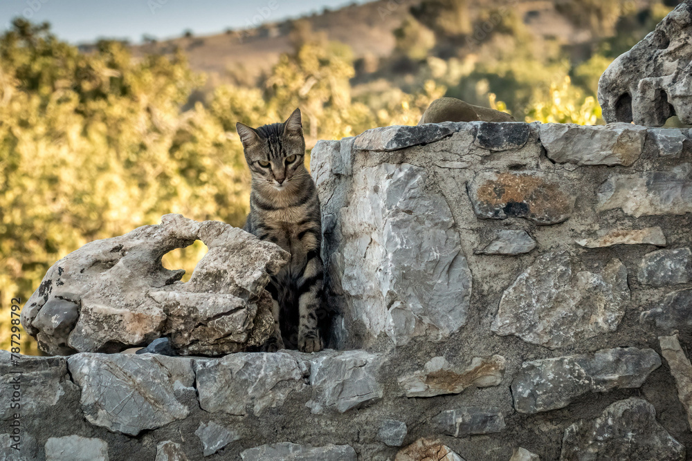 Naklejka premium Lazy cats in Crete, Greece