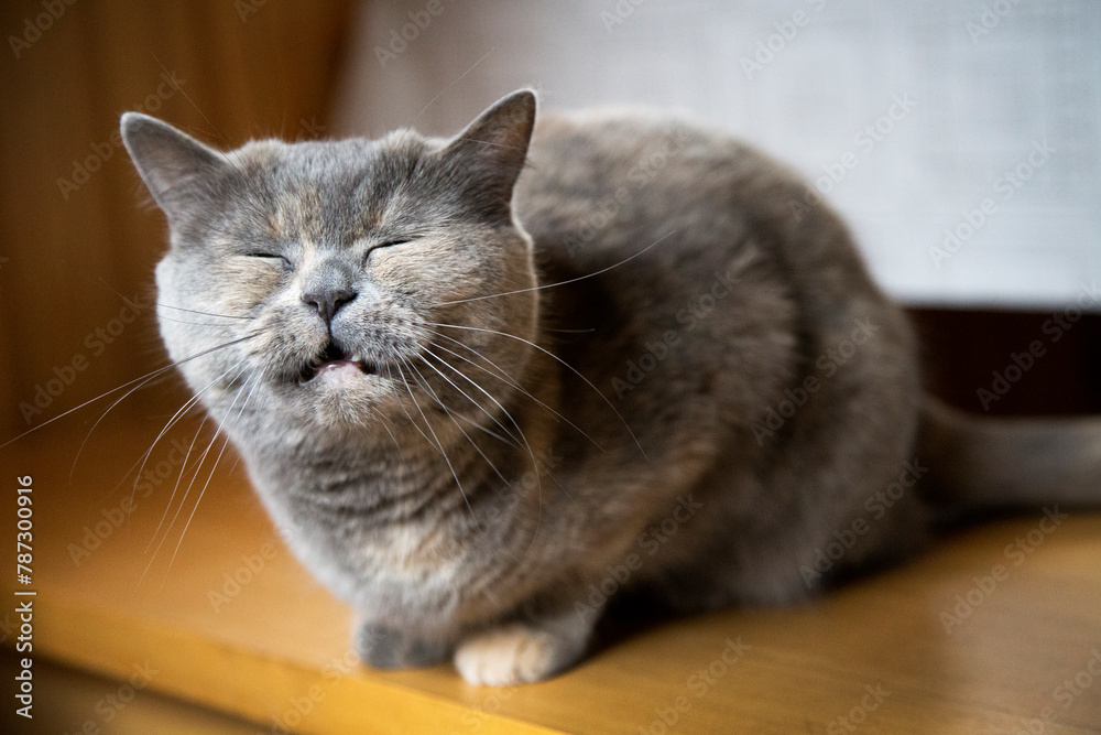 Naklejka premium Portrait of a British Shorthair cat in the house.