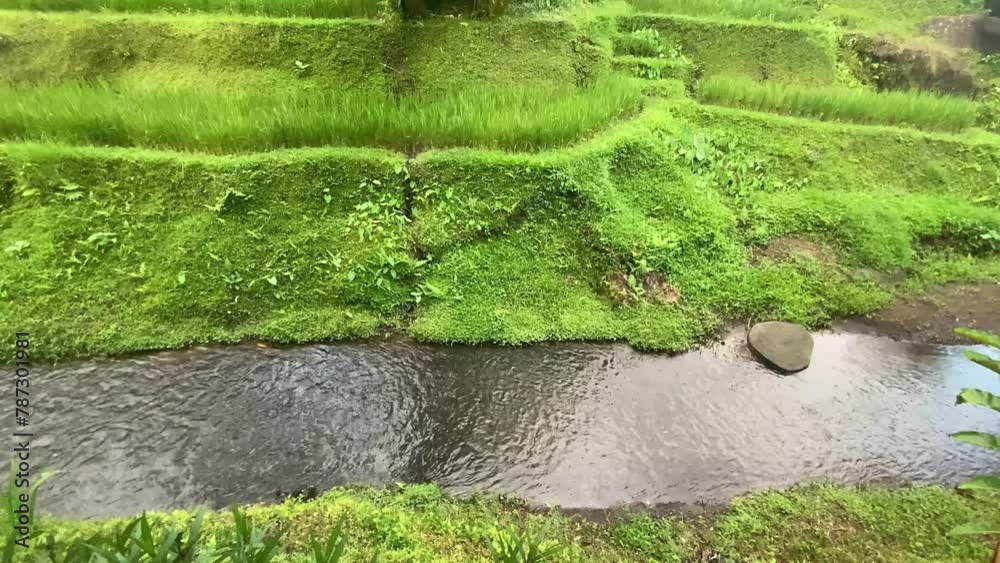 Greenery canal at rice field Greenery canal at rice field