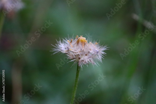 close up of dry weed flower  tridax daisy or coatbuttons flower