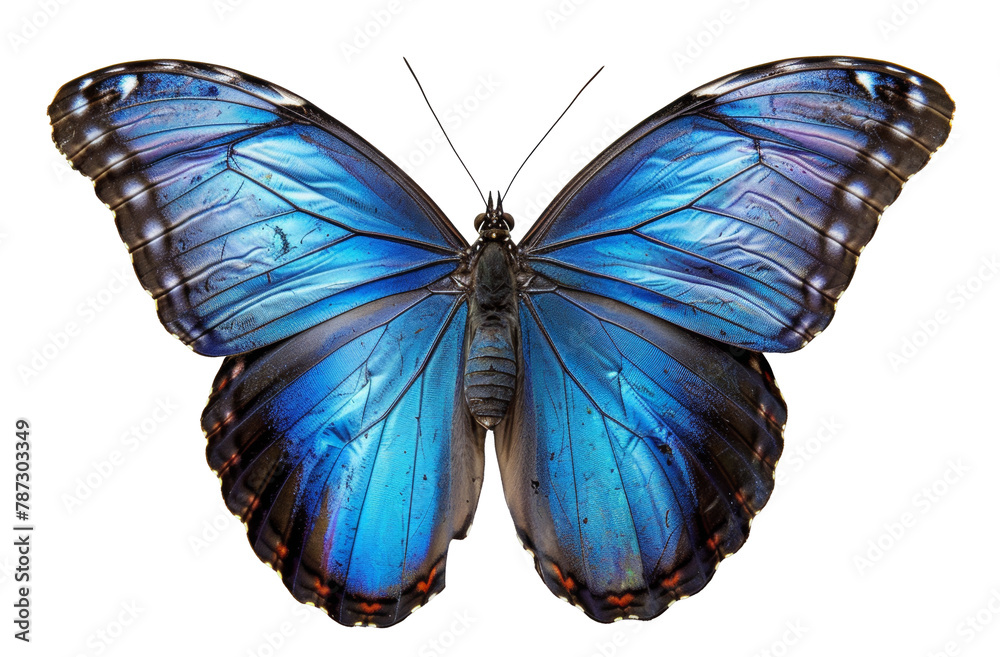 Fototapeta premium Vibrant blue morpho butterfly with open wings isolated on transparent background