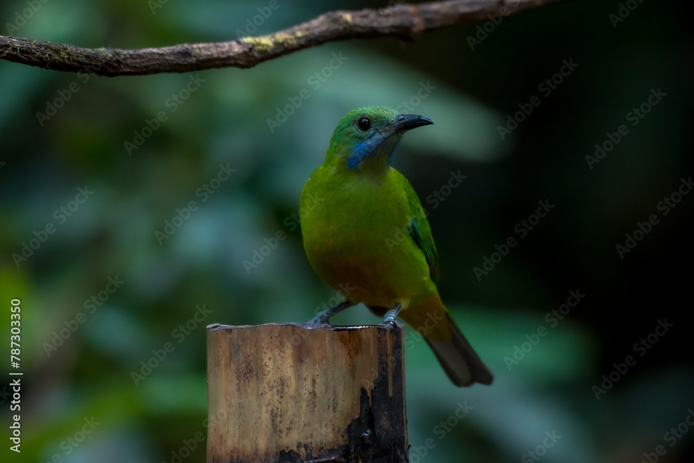 Orange-bellied Leafbird The head, upper body, neck, chest, wings and tail are green, the lower chest, belly and underside are yellow-orange. Orange-bellied Leafbird The head, upper body, neck, chest, wings and tail are green, the lower chest, belly and underside are yellow-orange.