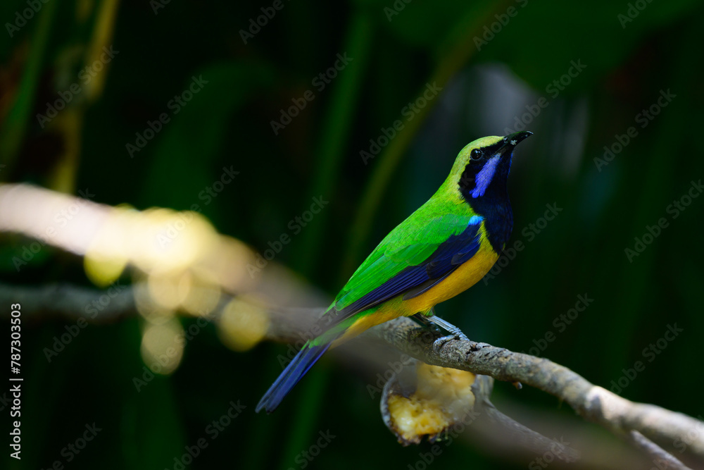 Obraz premium Orange-bellied Leafbird The head and upper body are green, the face, neck and upper chest are black, the antennae are bright blue, the wings and tail are dark blue. Chest and lower body orange