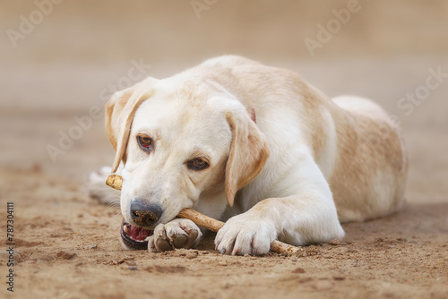 yellow lab puppy chewing stick outdoors.