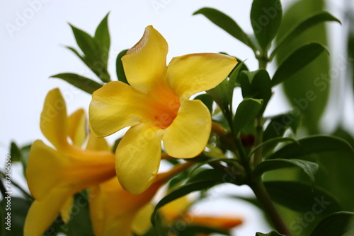 Allamanda cathartica, commonly called golden trumpet, common trumpetvine, and yellow allamanda, is a species of flowering plant of the genus Allamanda in the family Apocynaceae. photo
