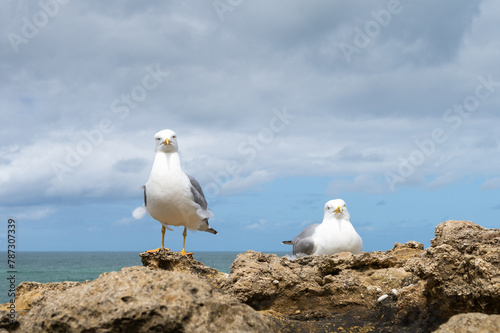 Two seagulls on a rock. Seaside of Biarritz, France.
