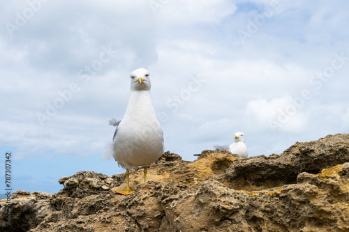 Seagull on a rock looking at the viewer. Seaside of Biarritz, France.