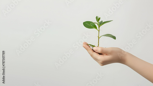 tree green fresh in female hand on white background